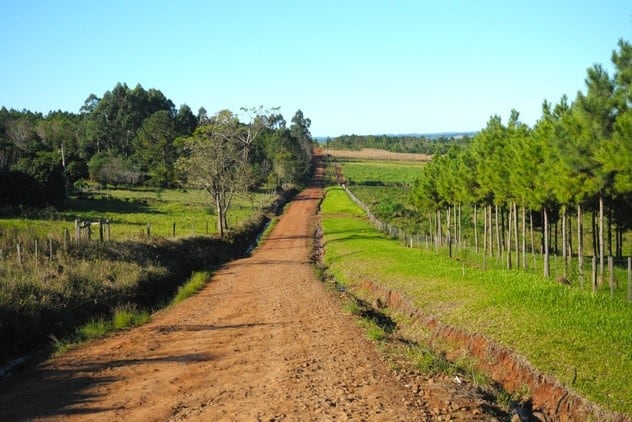 Camino en la reserva del Cuña Pirú. (UNLP)