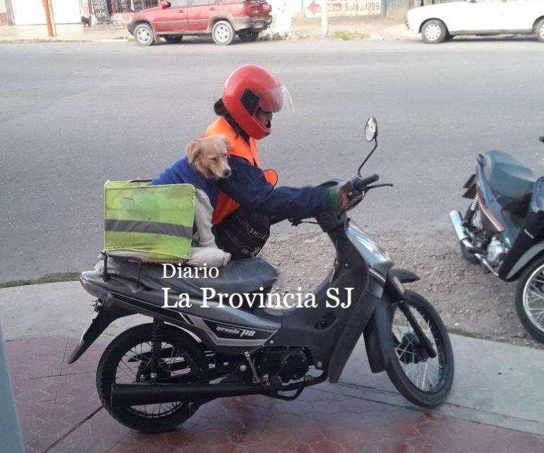 El perro tiene chaleco refractario.