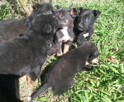 Perritos abandonados