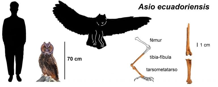 Sorprendente hallazgo: descubrieron una lechuza gigante "caníbal" de 40 mil años