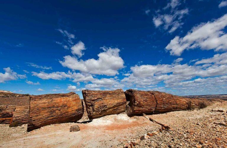 bosque petrificado por Sebastián Pani