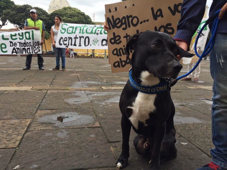 Mirá el cronograma de los operativos de castración en Paraná