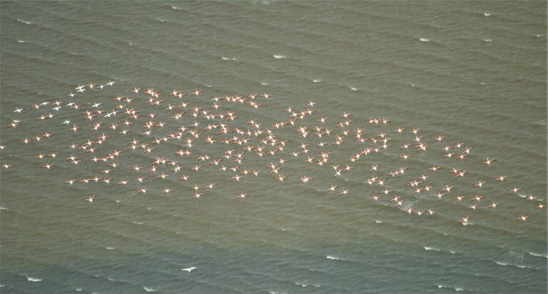 Flamencos
 foto: Natura Internacional