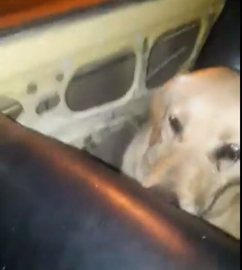 La secuencia del matrato de Boby, el perro obligado a arrojarse desde un auto en movimiento.