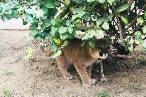 La pumita fue rescatada en la zona de Cerro Colorado.