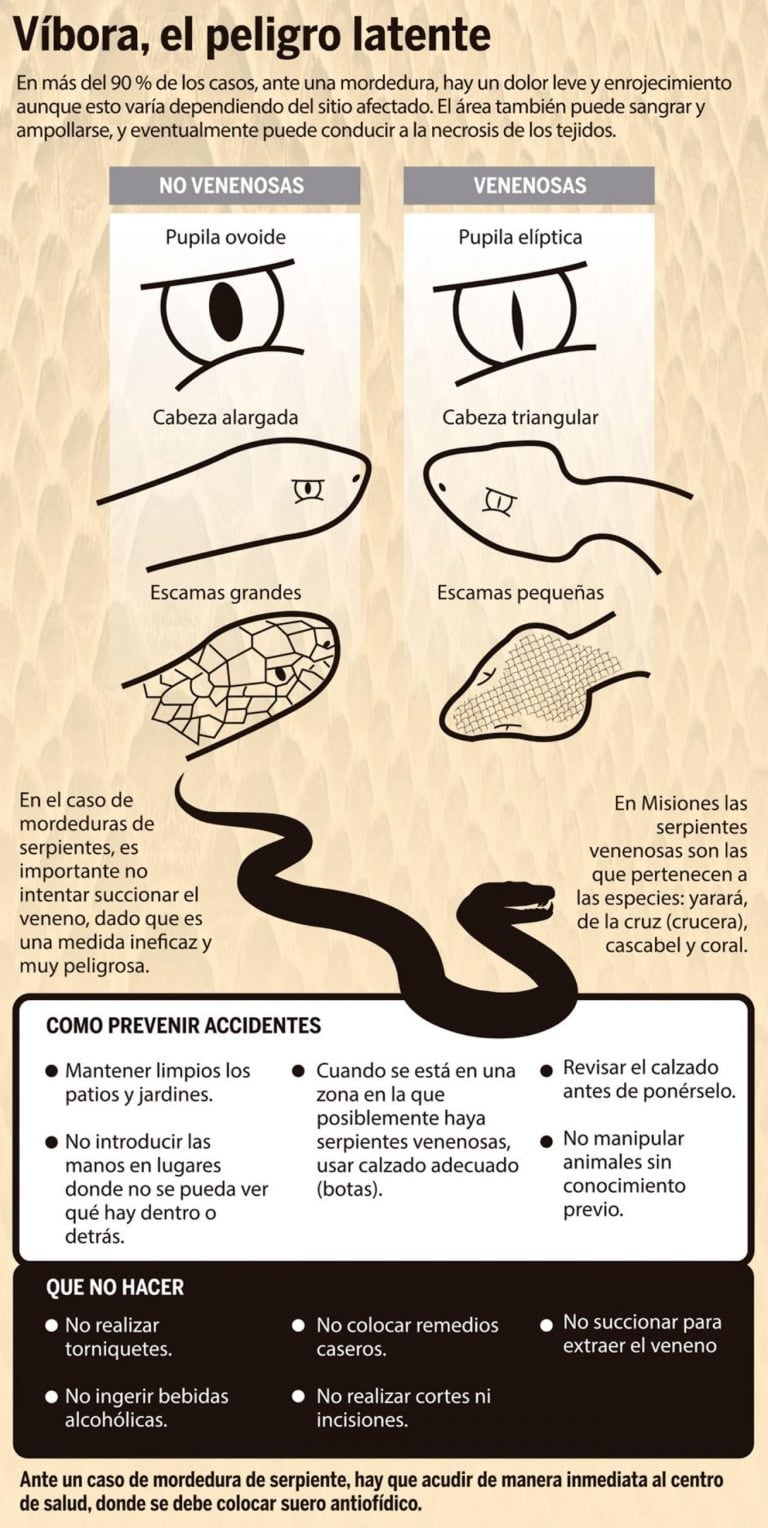 Mordedura de yarará. (Fuente: El Territorio)