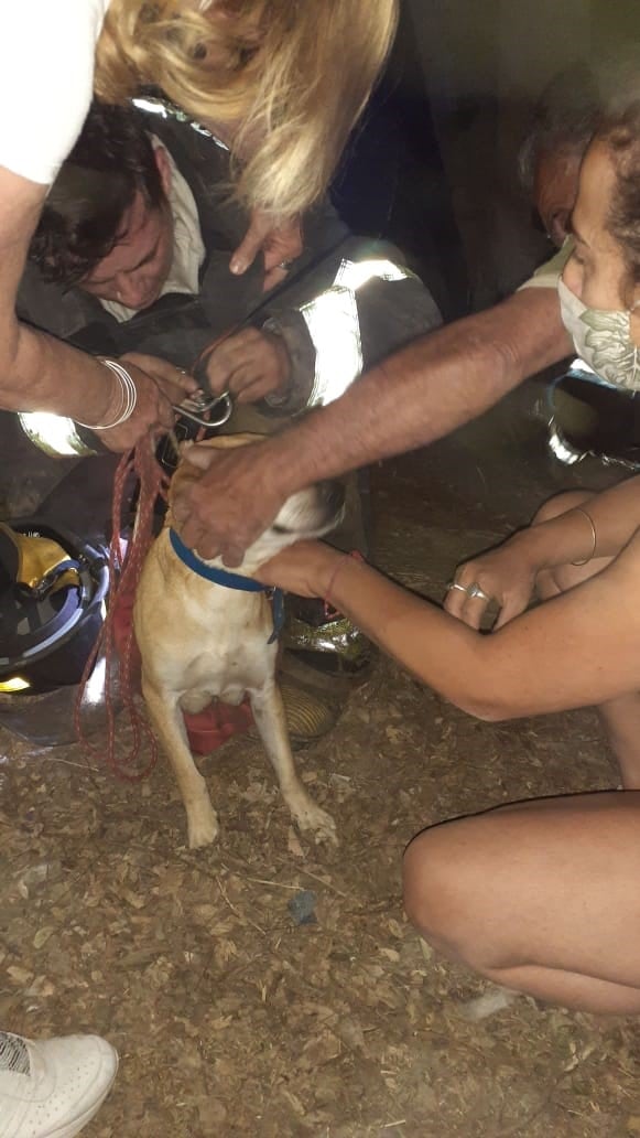 Bomberos rescatan a un perrito que había quedado atrapado en un desagüe (Policía de Santa Fe)