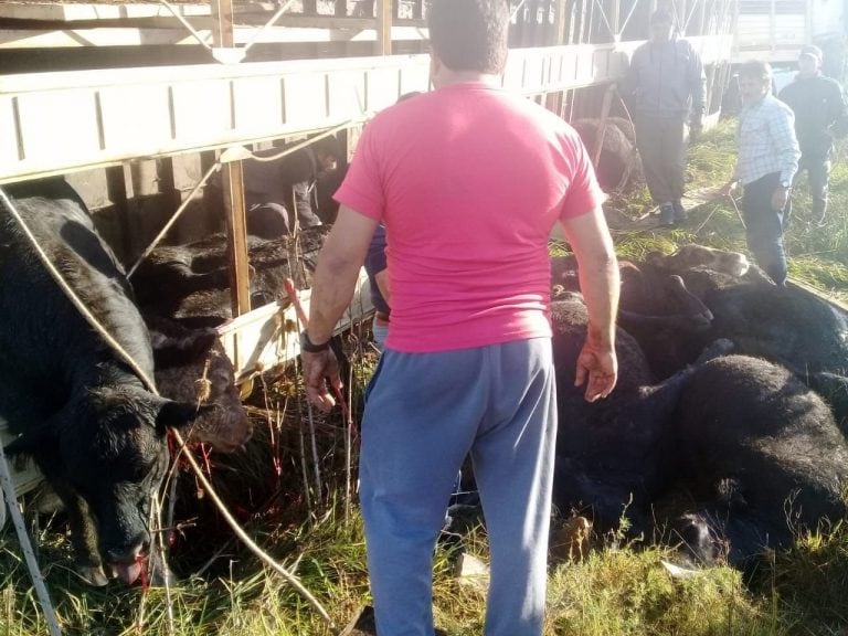 Murieron 25 vacas tras el vuelco de un camión en una ruta platense. Fotos 0221.