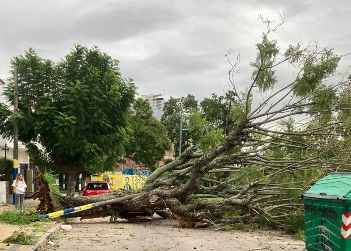 Lo que el viento dejó: hay calles cortadas en Rosario y unas 400 denuncias por árboles caídos