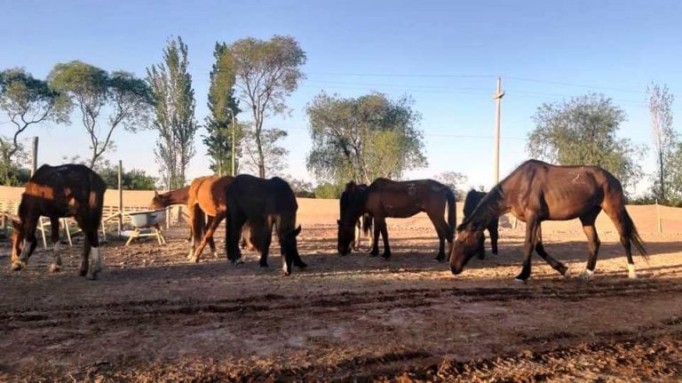 Caballos rescatados de la "finca del horror" en San Rafael.