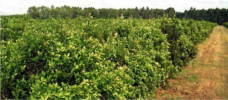 Andresito, una localidad con gran producción y exportación  de yerba del país. Está en el noreste de Misiones, sobre el Iguazú.