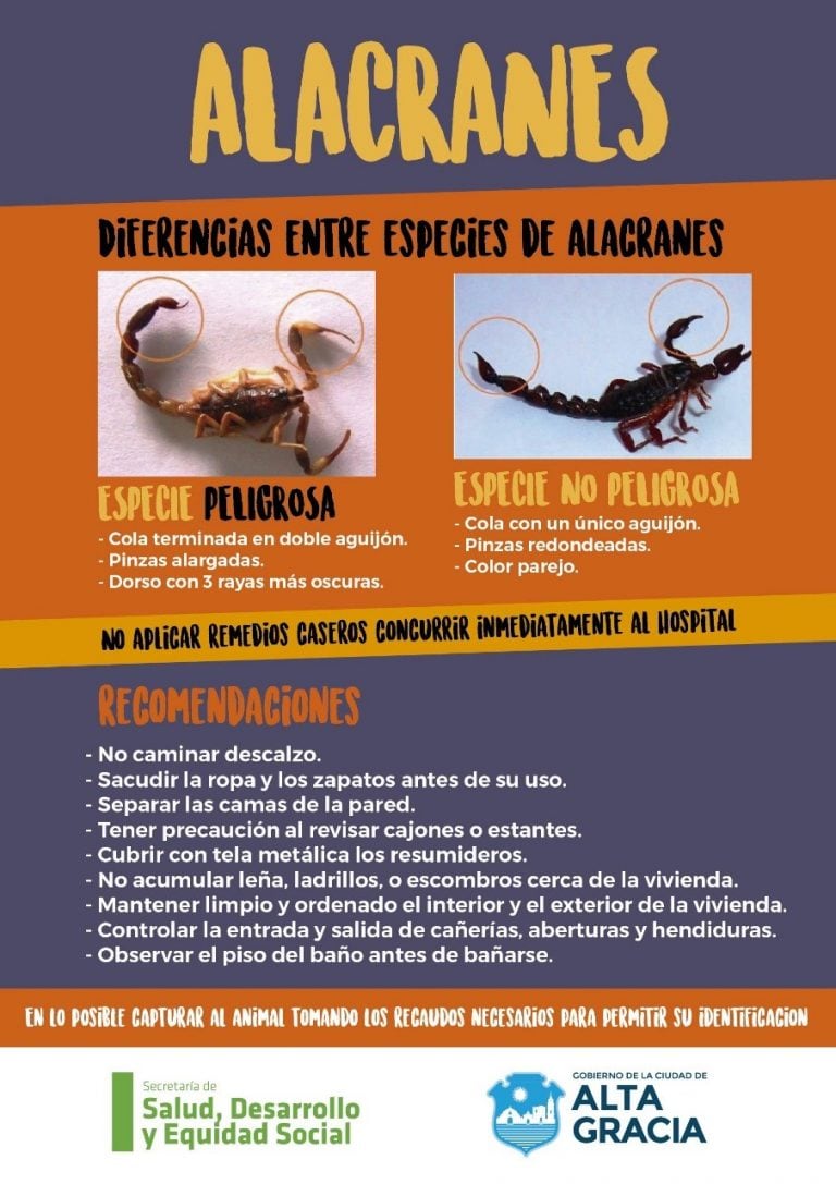 campaña de alacranes