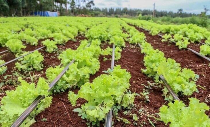 Las cocinas centralizadas de Eldorado cocinan con verduras de los productores locales