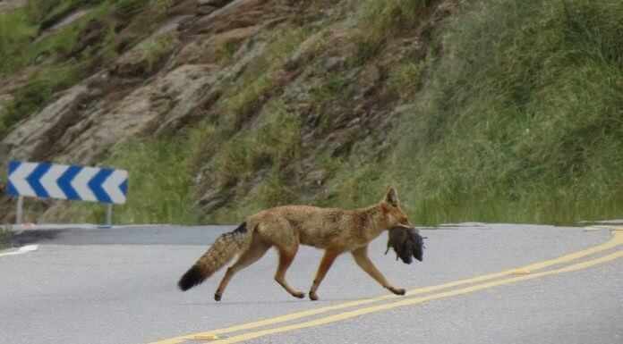 Animales autóctonos deambulan por las calles de Traslasierra. (Foto: Facebook / Traslasierra Noticias).