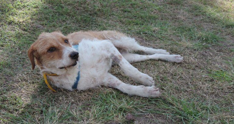 Argos, un perrito ya viejo y adulto que fue abandonado y que Patitas de Perros lo ofrece en adopción. (Patitas de Perro)