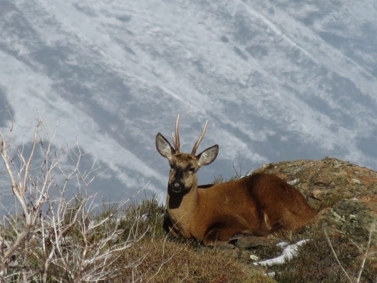 Avistaje de huemules en el Parque Nacional Los Alerces 2020.
foto: Secretaria de Turismo Esquel