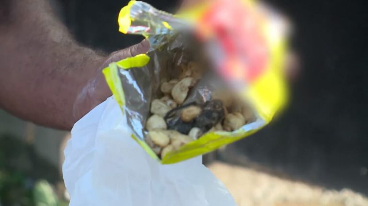 Quería comer "tutucas" pero casi se traga un pedazo de ratón