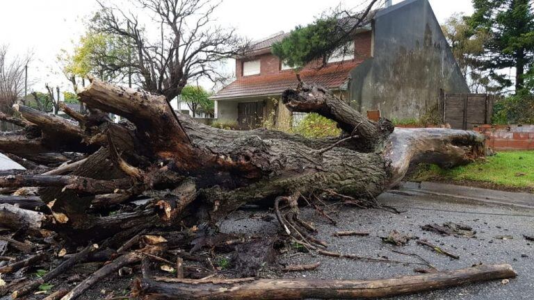 Los fuertes vientos que se registraron en Mar del Plata dejaron árboles caídos