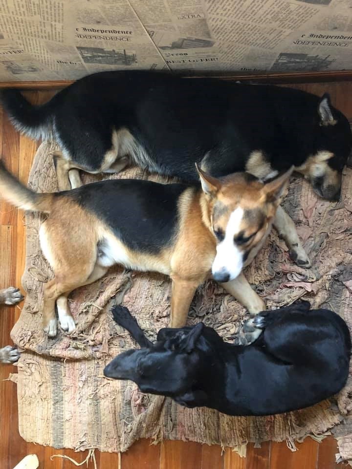 Perros en la casa de Gabriel.