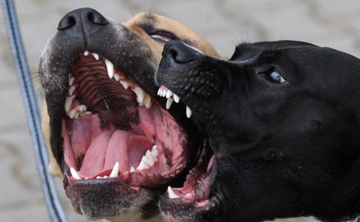 Un niño de 5 años entró a una finca y fue atacado por una jauría de perros en Rivadavia