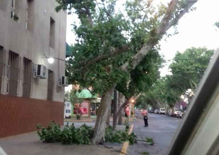 Varias ramas cayeron en San Juan por el Zonda.