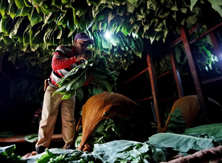 Hojas de tabaco en un tinglado acomodadas por un obrero rural. (Imagen ilustrativa) (EFE)