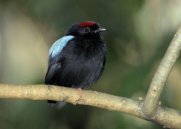 Bailarín de las Yungas (Wiki)