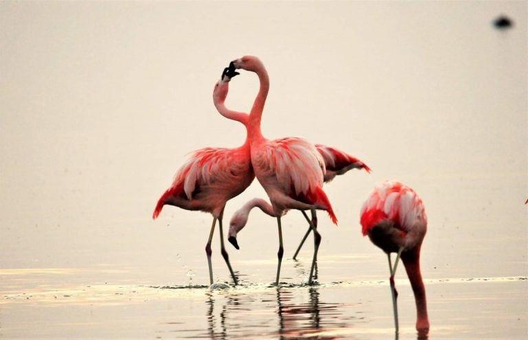 Flamencos en el Mar de Ansenuza