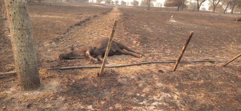 Mas de cien animales murieron por los incendios en el interior de la provincia