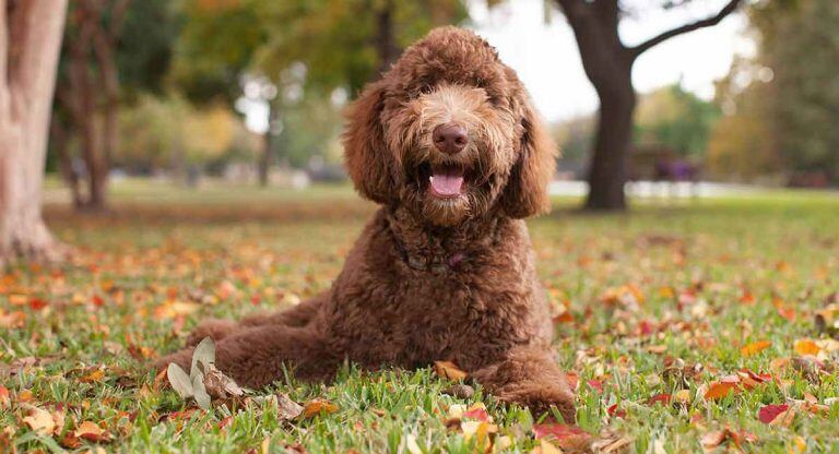 Labradoodle.