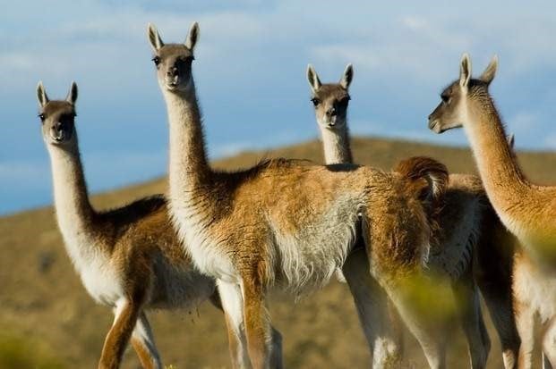 Guanacos