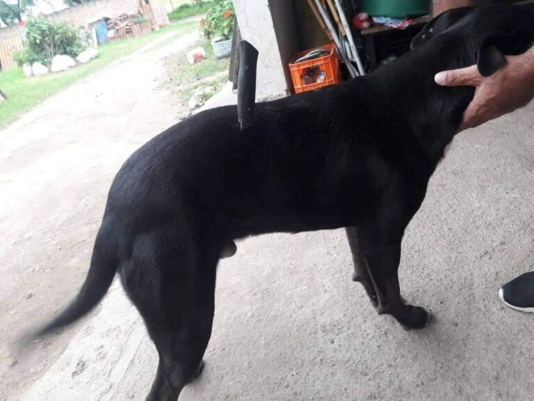 Perro Jack de Totoral (TN y La Gente)