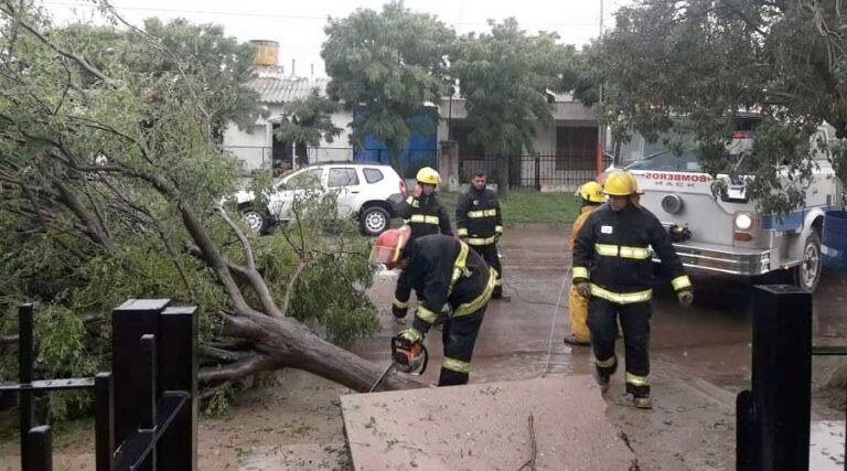 Los Bomberos Voluntarios debieron trabajar para remover árboles caídos en Trenel (Infopico)