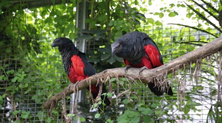 El "loro Drácula". (Web)