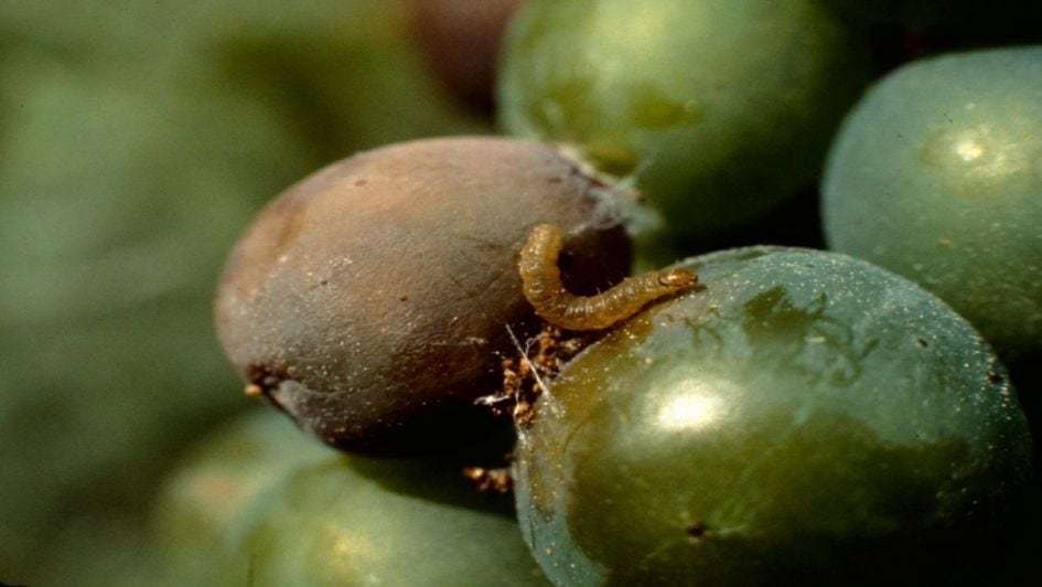 Larva de Polilla de la vid. Imagen ilustrativa.