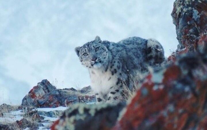 Encontraron una de las especies de leopardo más misteriosas del mundo