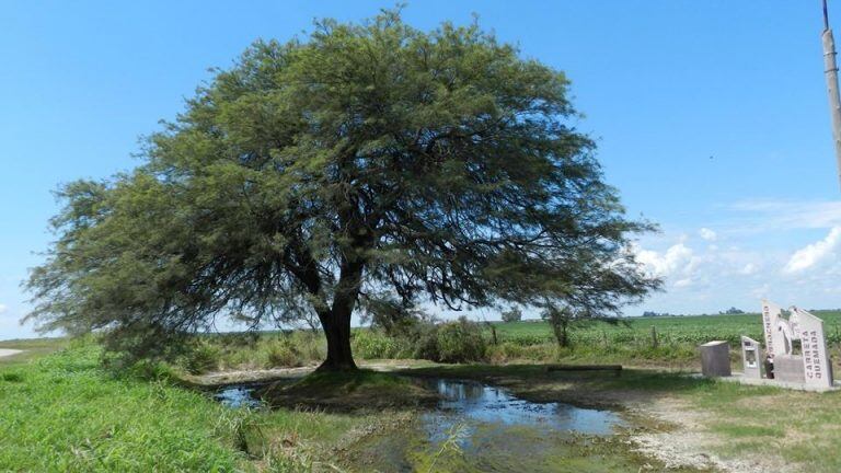 Arbol Carreta Quemada Cura Jose Brochero