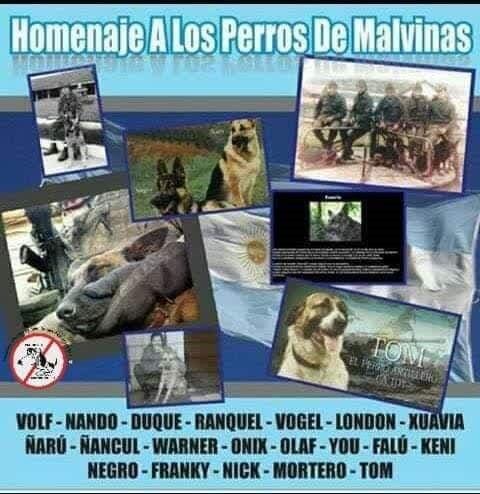 Muchos perros entregaron su vida durante la Guerra de Malvinas. Muchos fueron la única compañía de los soldados.