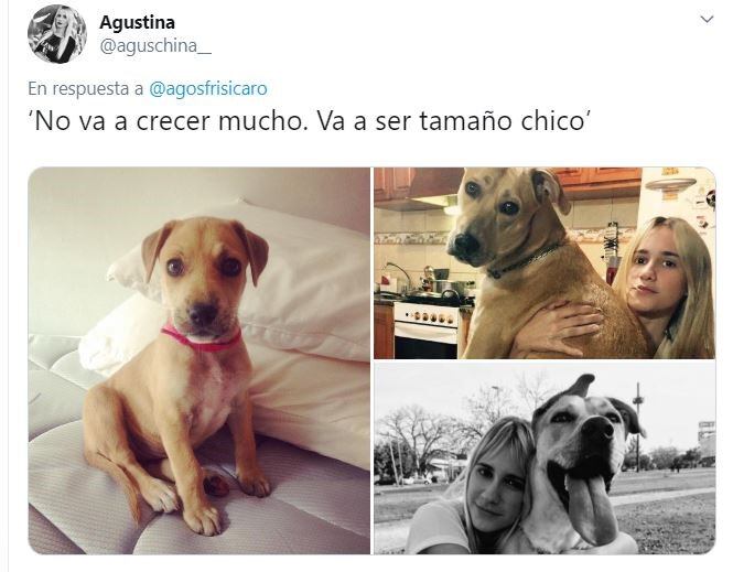 El hilo sobre perritos que iban a ser de raza, pero no. (Foto: captura Twitter)