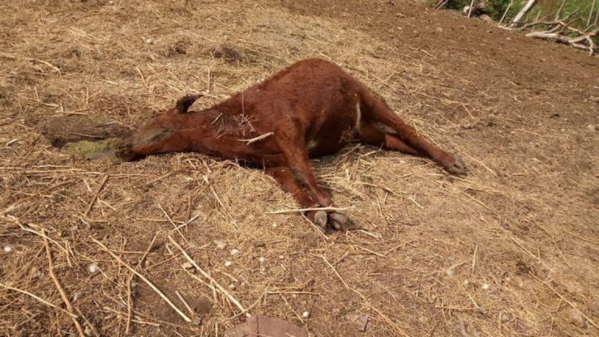 Misteriosas muertes de terneros sorprendieron a los puntanos