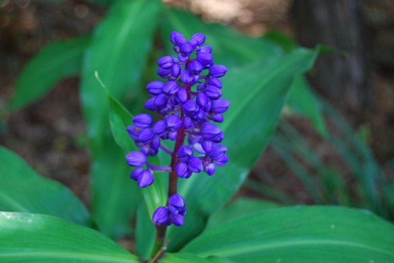 Jengibre azul