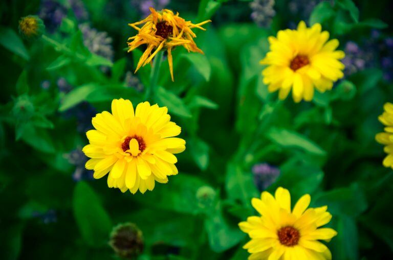 Calendulas flowers at green background at summer garden