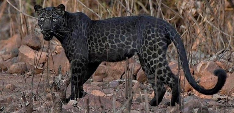 Leopardo negro (Web)