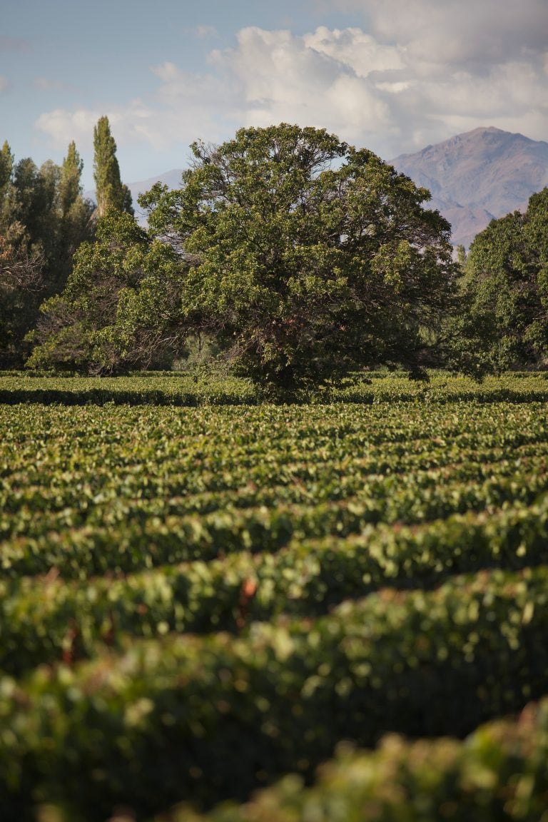 Viñedos de Terrazas de los Andes