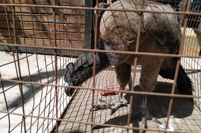 Policía Ambiental rescató un cóndor en la localidad de Salsacate. (Prensa Ambiente)