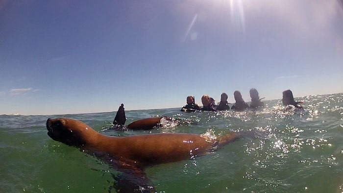 El lobito marino fue devuelto a su hábitat.