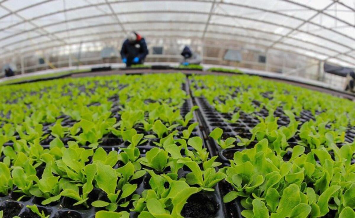 Río GRande: la Municipalidad entregará plantines a los vecinos