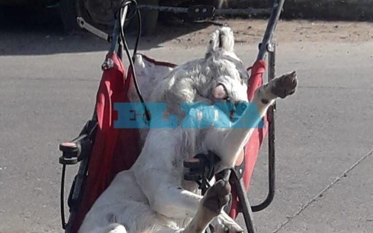 Encontraron muerto a un un perro en un cochecito de bebé en La Plata. Foto: El Día