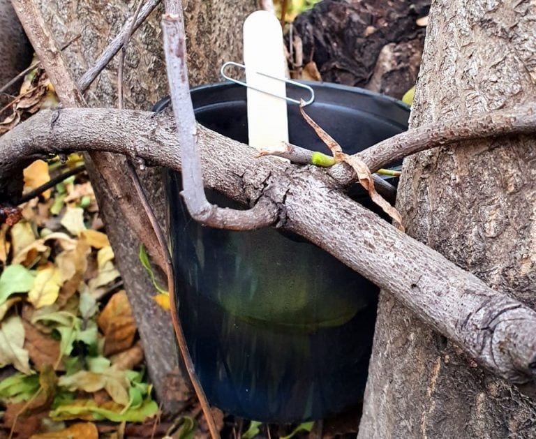 Dengue: trampas en Parque San Martín