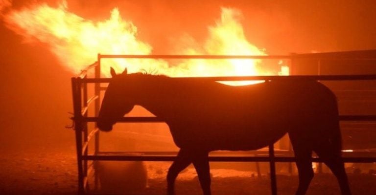 Animales afectados por incendios. (Foto: imagen ilustrativa / web).